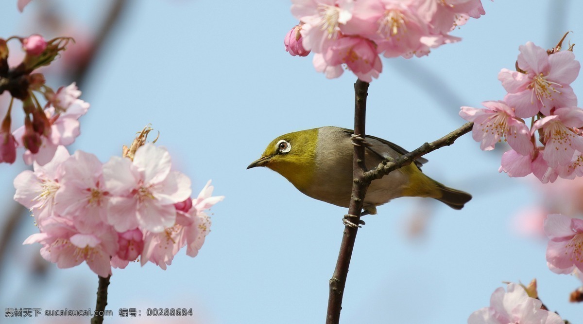 绣眼鸟 鸟语花香 小鸟 鸟类 飞鸟 樱花 动物 昆虫 禽类 生物世界