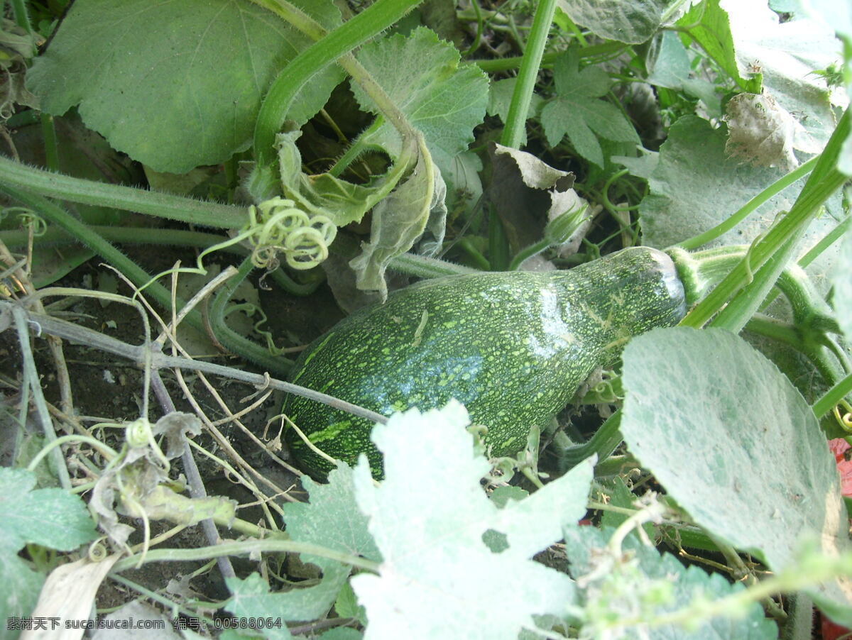 南瓜 小南瓜 南瓜藤 南瓜茎 菜地里的南瓜 蔬菜 生物世界