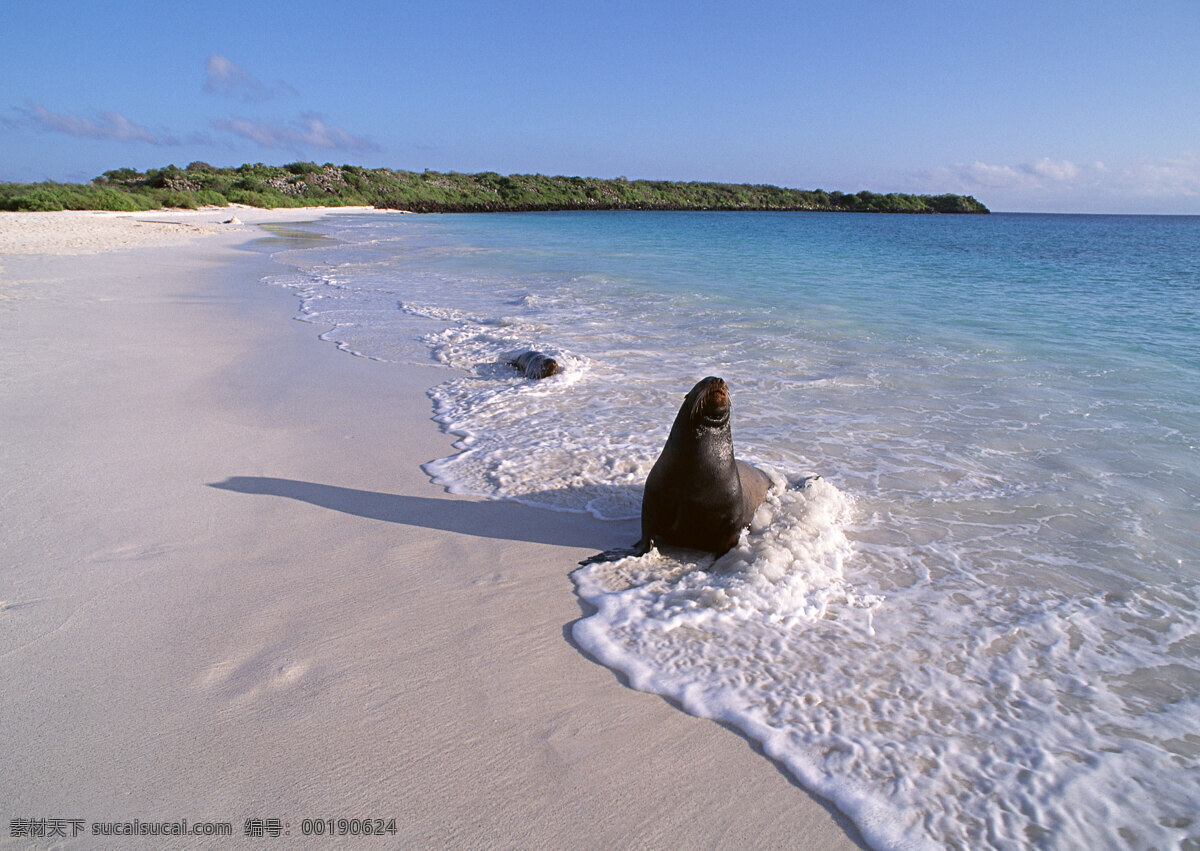 沙滩 上 海豹 动物世界 大海 海滩 水中生物 生物世界