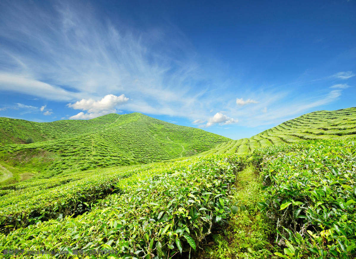 美丽 绿茶 茶山 风景 茶园 茶田 茶叶 自然风景 美丽风景 景色 农业生产 现代科技