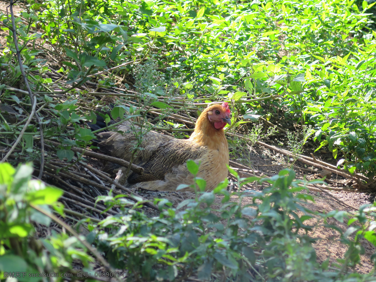 土鸡图片 土鸡 母鸡 生态 养殖 放养 生物世界 家禽家畜