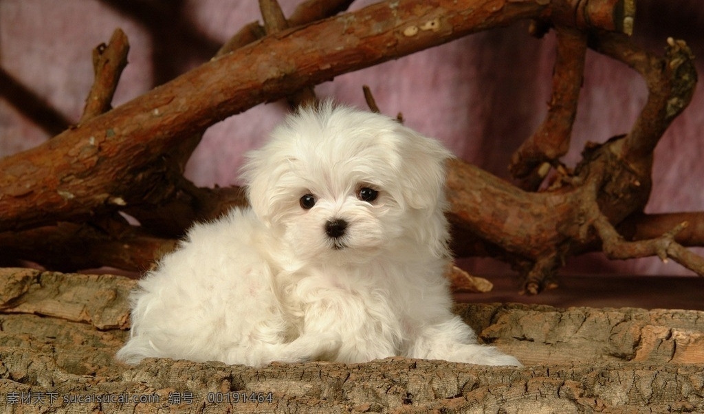 比熊犬 熊 犬 比熊 比熊狗 宠物 宠物狗 家禽家畜 生物世界 其他生物