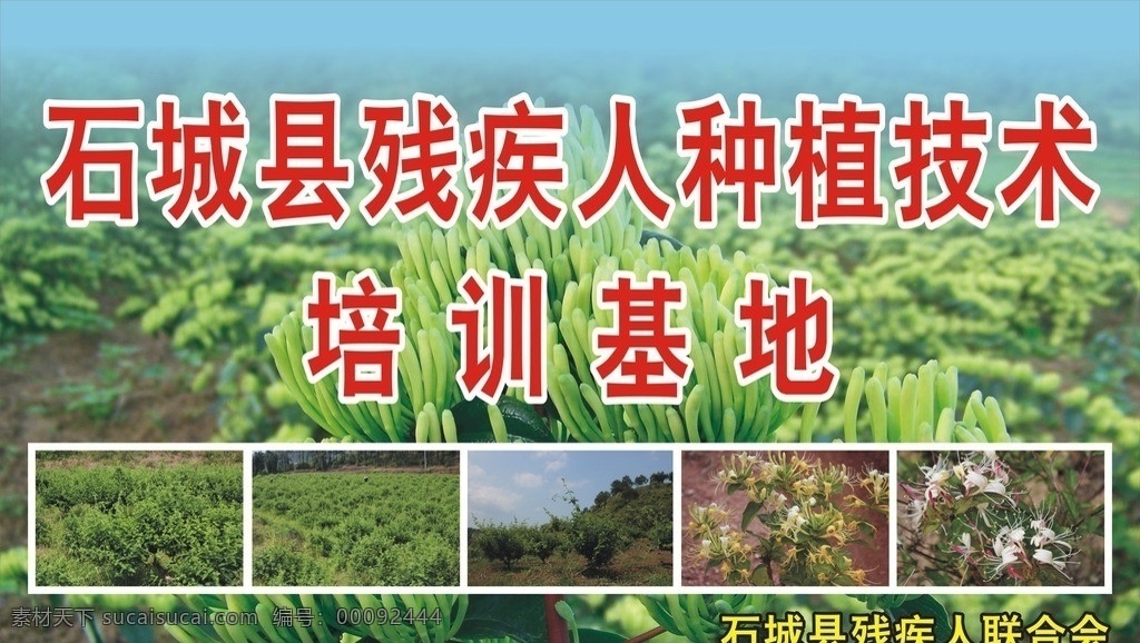 残疾人 种植 金银花 种植技术 金银花基地 石城县 红色金银花 矢量