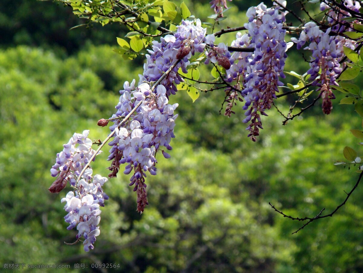 紫藤花 春天 花草 花花草草 生物世界 藤蔓 园林花卉 紫花 豆科 psd源文件