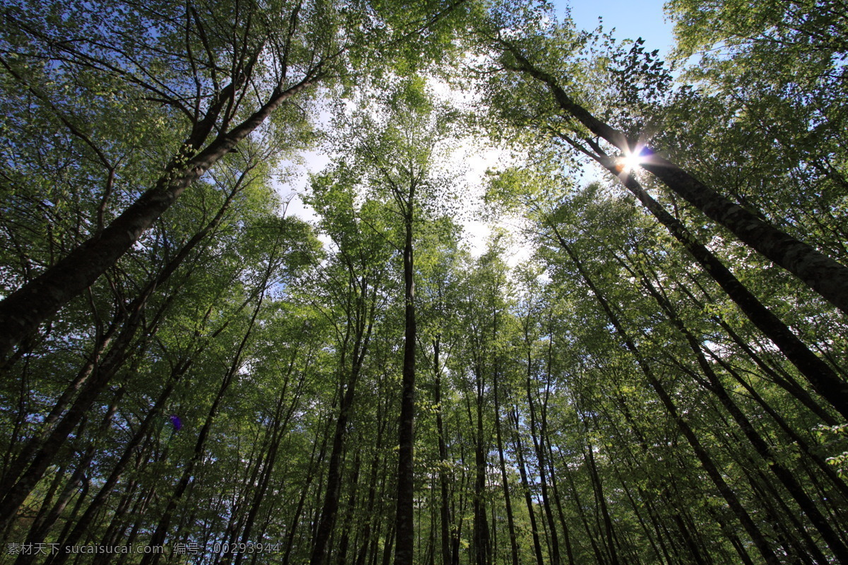 生态林 仰视 春天 野外 天空 自然 空气 生长 太阳光 自然景观 摄影图库 花草树木 生物世界