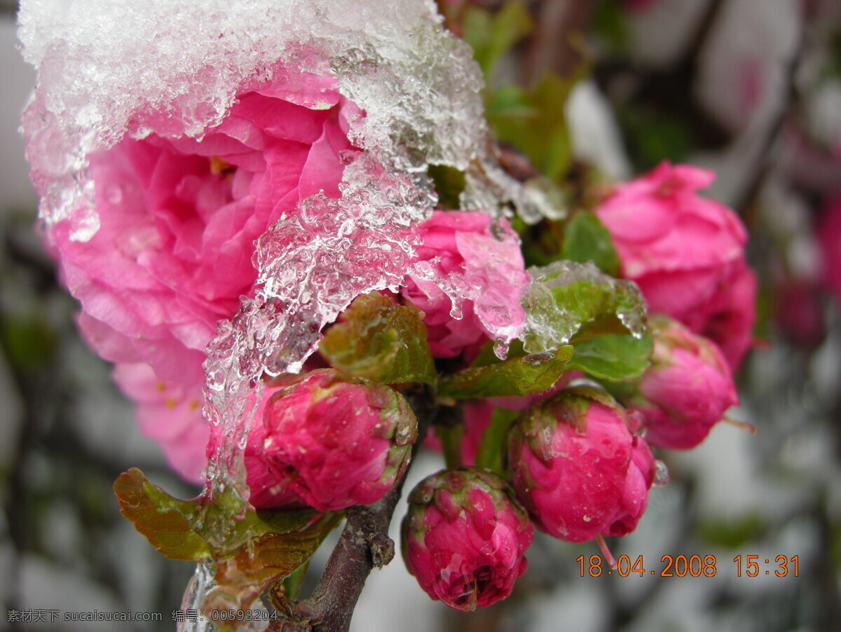 雪中 海棠花 海棠 冰雪 花枝 花朵 花儿 花蕊 粉红色 红色 雪景 花中雪 白雪 花草 生物世界