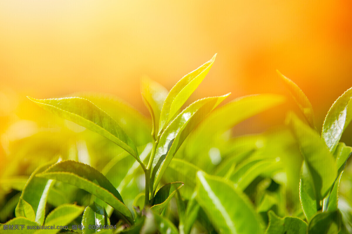 茶叶 春天 绿色 绿叶 嫩芽 生物世界 树木树叶 叶子 树枝 psd源文件