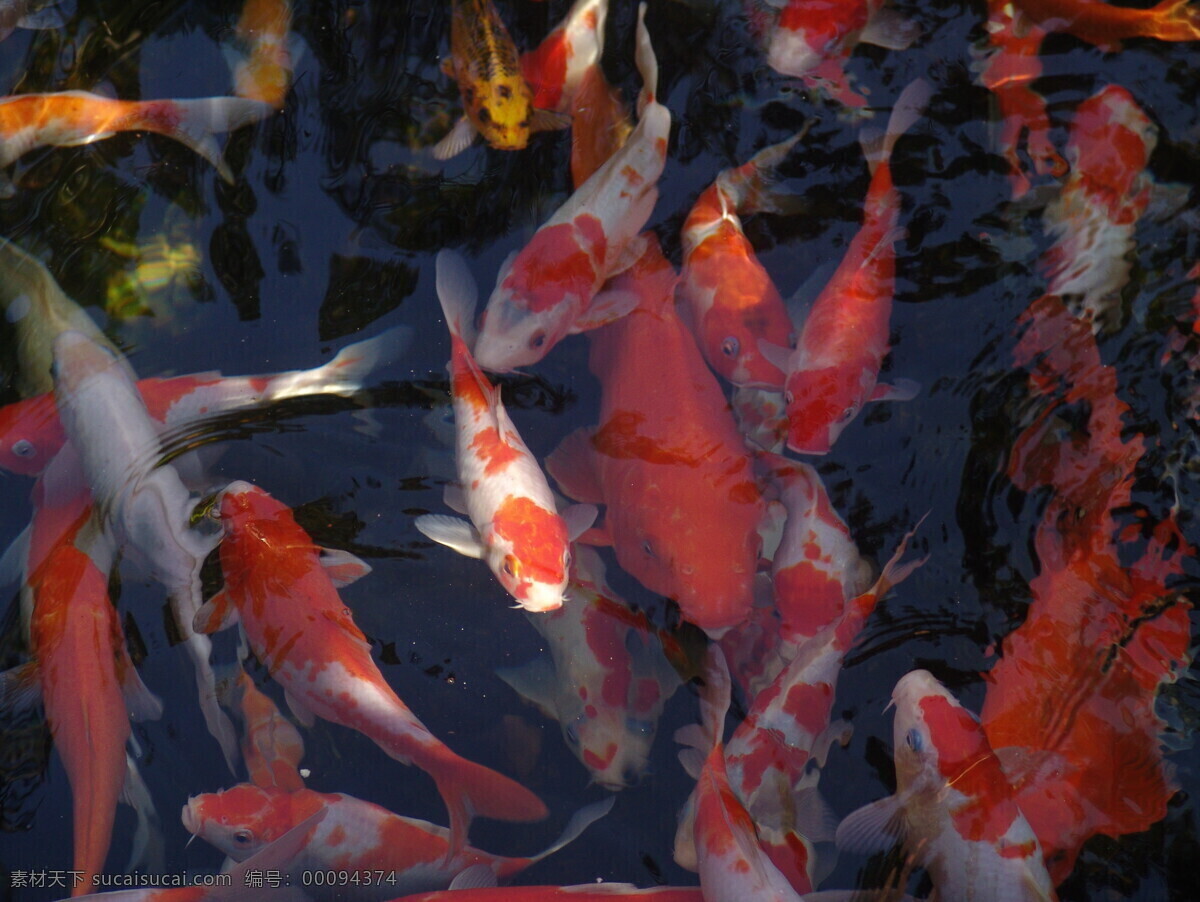 锦鲤 年年有余 生物世界 鱼 鱼类 鱼塘 锦鲤系列