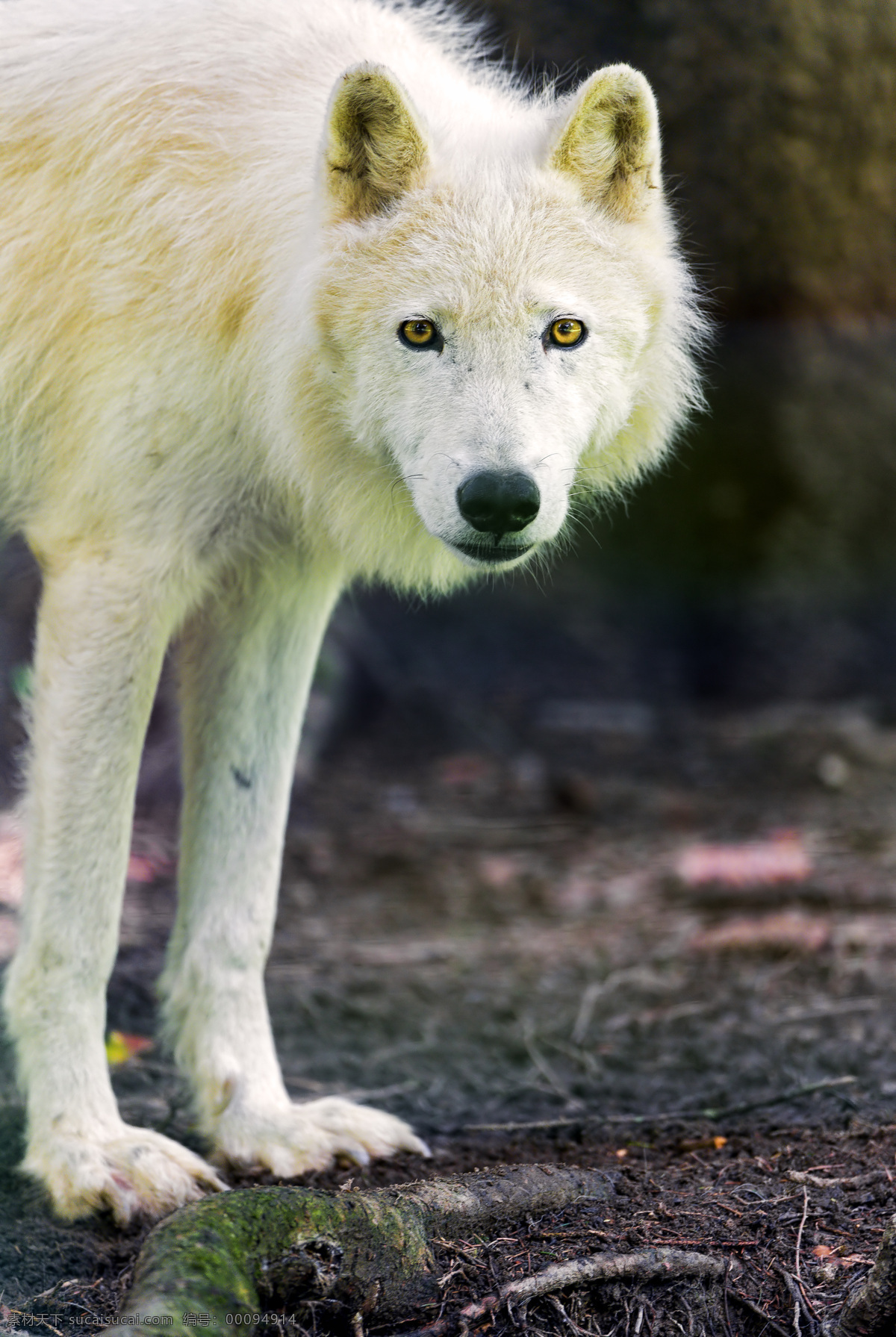 北极狼 狼 野生 动物 野生动物 生物世界