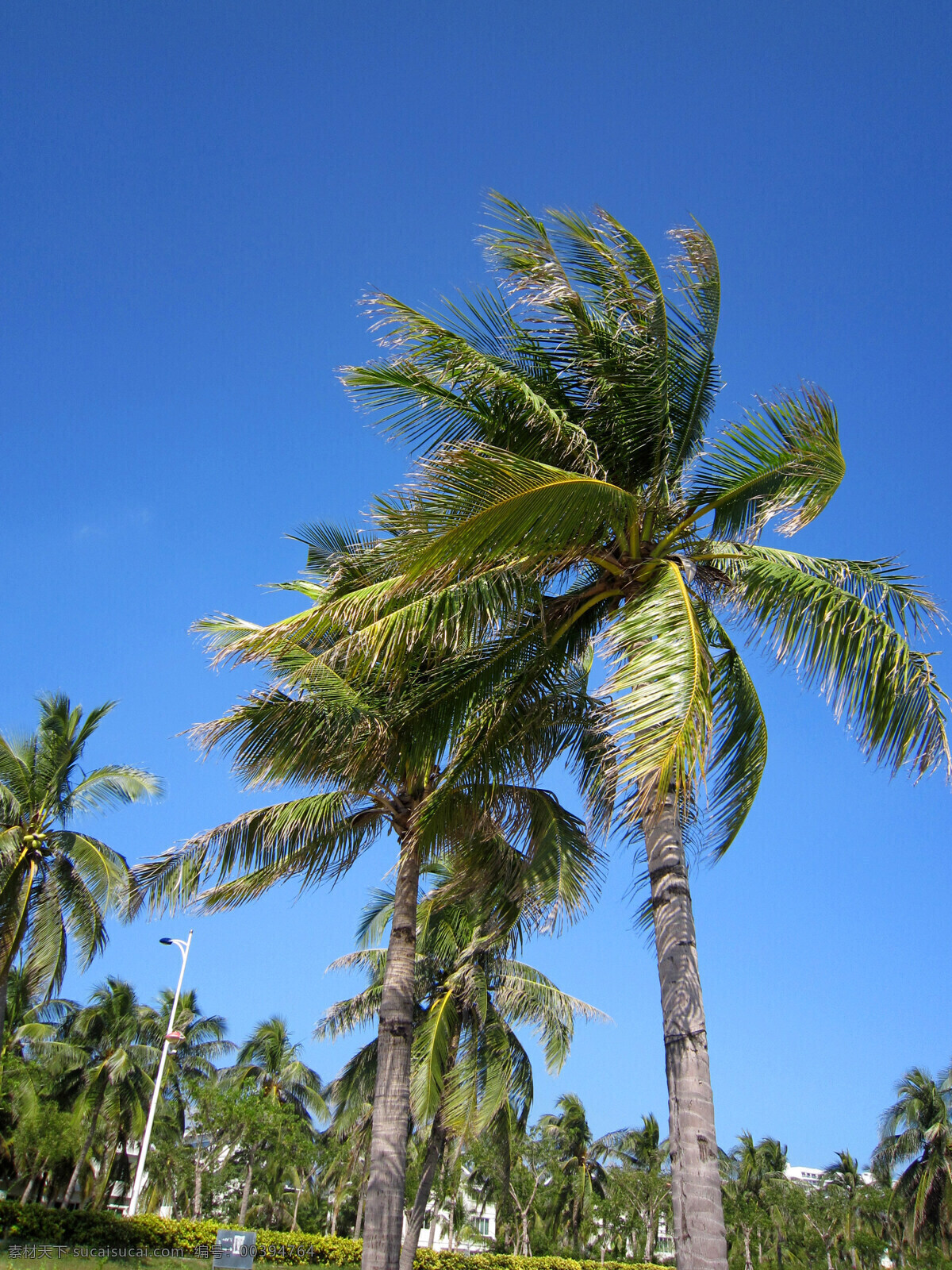 椰子树 椰树 树 树木 植物 蓝天 绿植 椰子 旅游 风光 风景 海南 景色 阳光 海岛 生物世界 树木树叶 蓝色