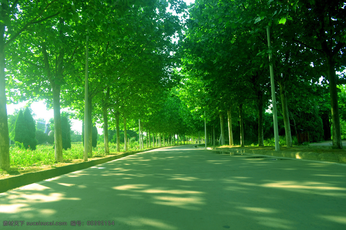 公园风景 公园 树林 树木 树叶 道路 路面 木板 鲜花 花草 绿色树叶 绿叶 风景 风光 绿色风景 摄影专区 自然景观 自然风景
