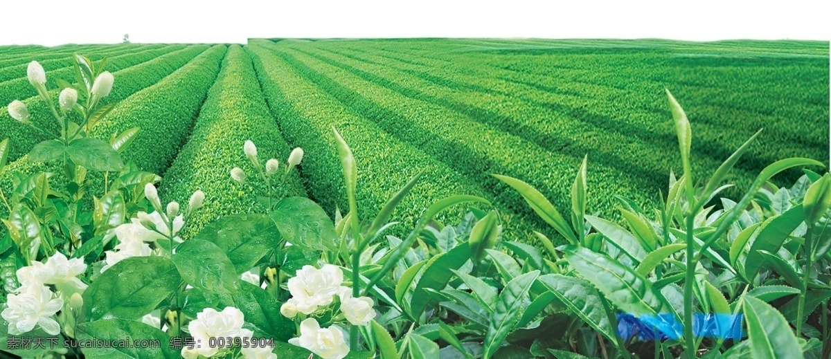 茶园 茶叶 实物 风景 茶花叶 分层