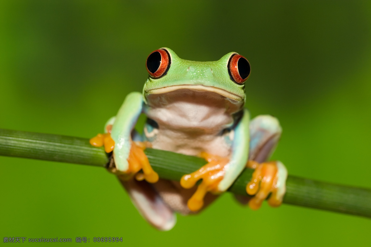 可爱青蛙 唯美 可爱 动物 青蛙 蛙类 生物世界 野生动物