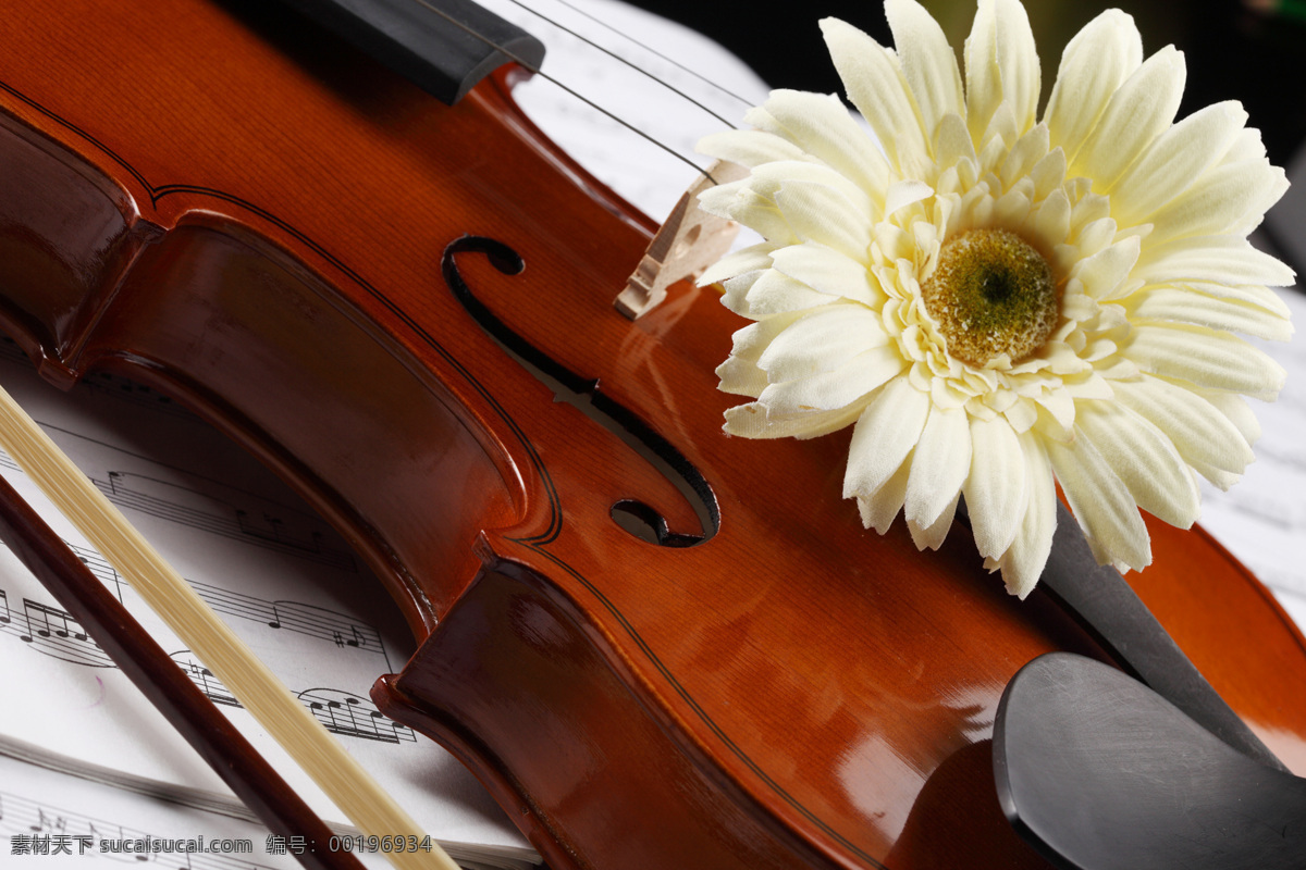 高清图片素材 菊花 乐谱 文化艺术 舞蹈音乐 小提琴 音符 局部 特写 高清小提琴 中提琴 psd源文件