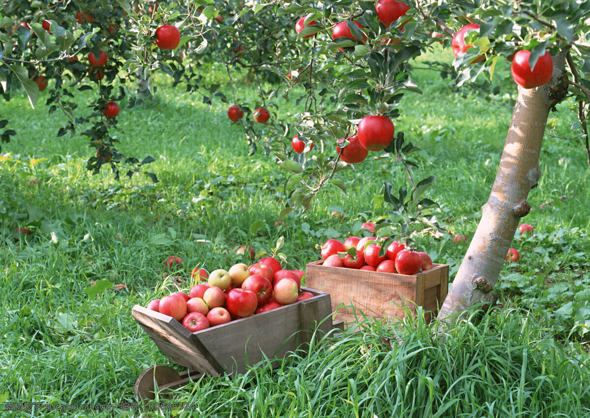 苹果树 红苹果 草地 自然景观 摄影图库 水果 生物世界 水果蔬菜 餐饮美食 绿色
