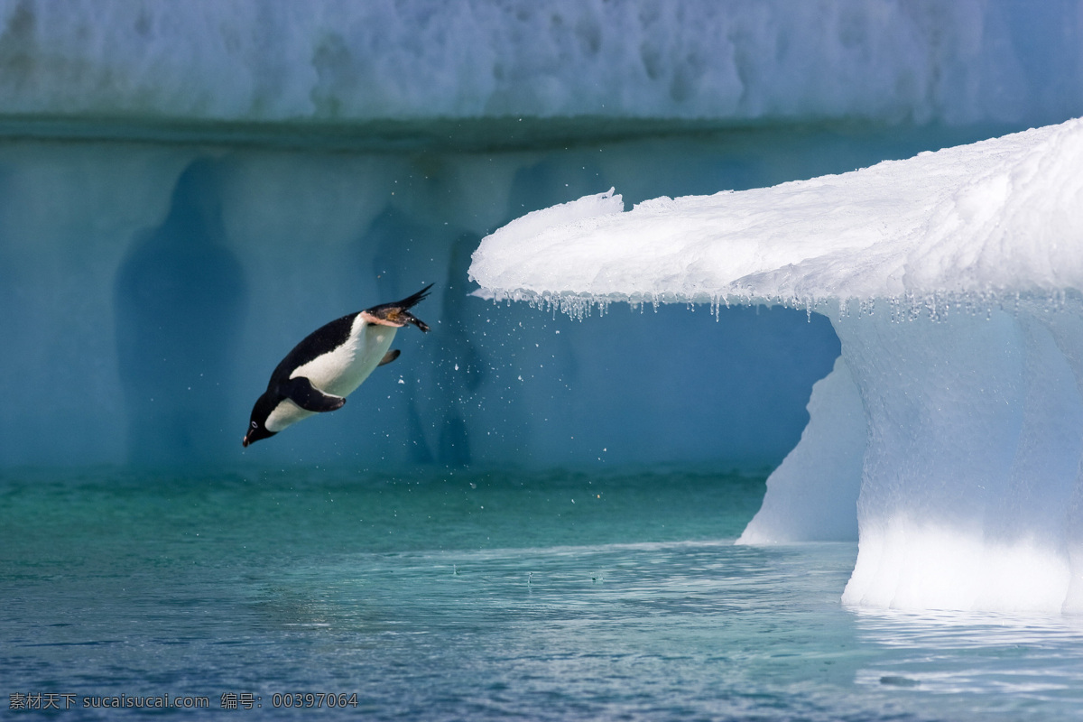 企鹅 冰川 南极洲 哺乳动物 蓝色海洋 海洋 大自然美景 生物世界 海洋生物
