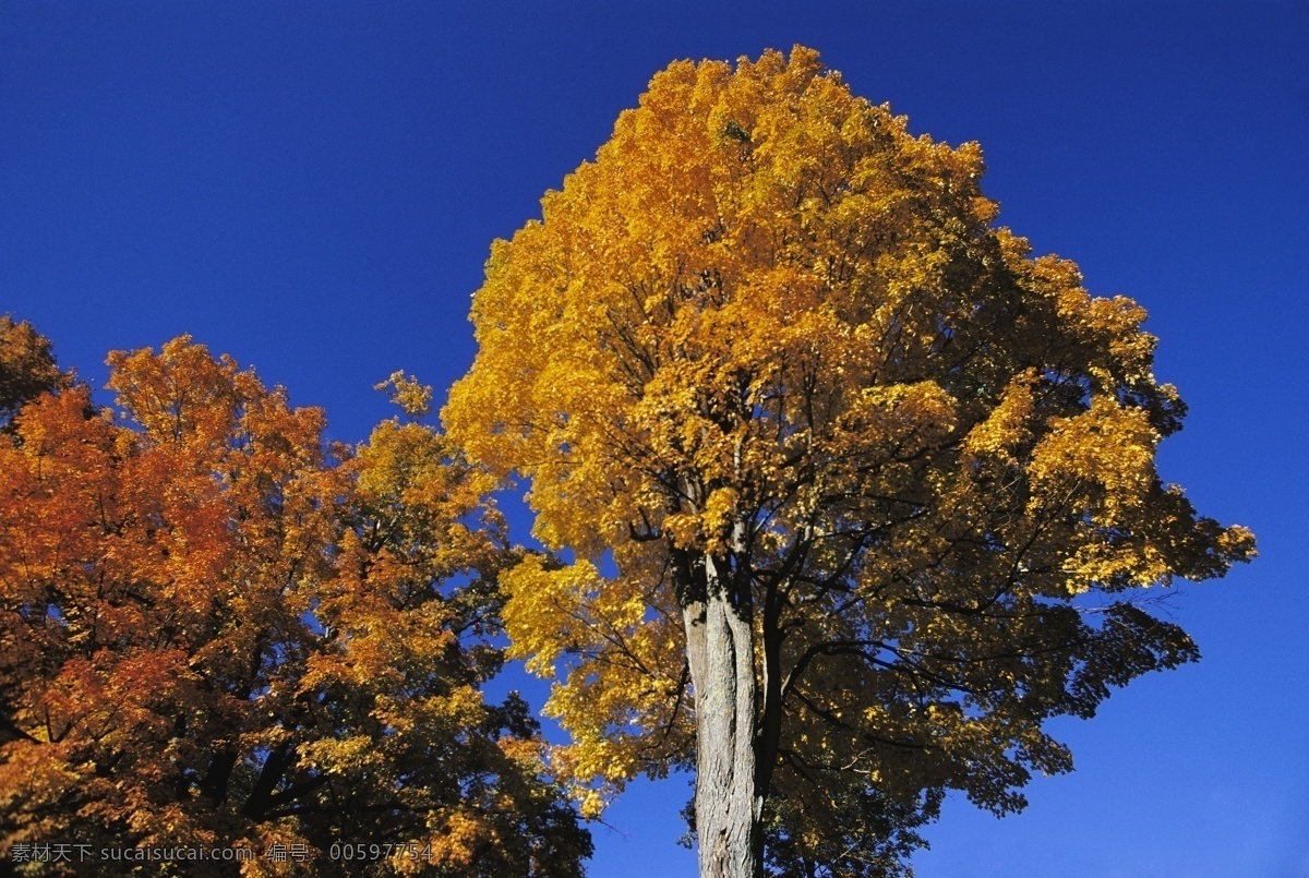 秋天 枫树 树木风景 树林 秋季 黄叶 枫叶 美景 美丽风景 摄影图 高清图片 花草树木 生物世界 蓝色