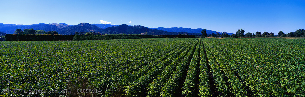 田园全景风景 蔬菜 田园 全景风景 全景 自然风景 唯美 风景2 自然景观