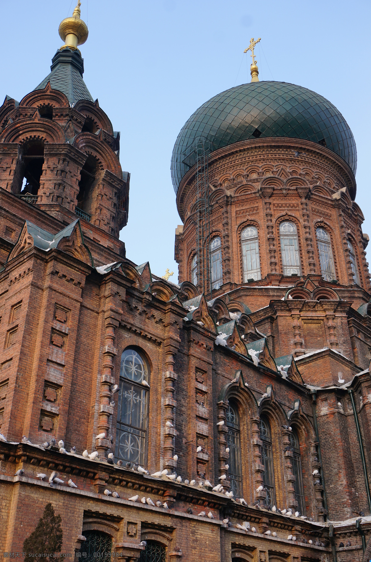 白鸽 国内旅游 哈尔滨 旅游摄影 欧式建筑 外景 仰视 圣索 菲亚 大 教堂 圣索菲亚教堂 装饰素材