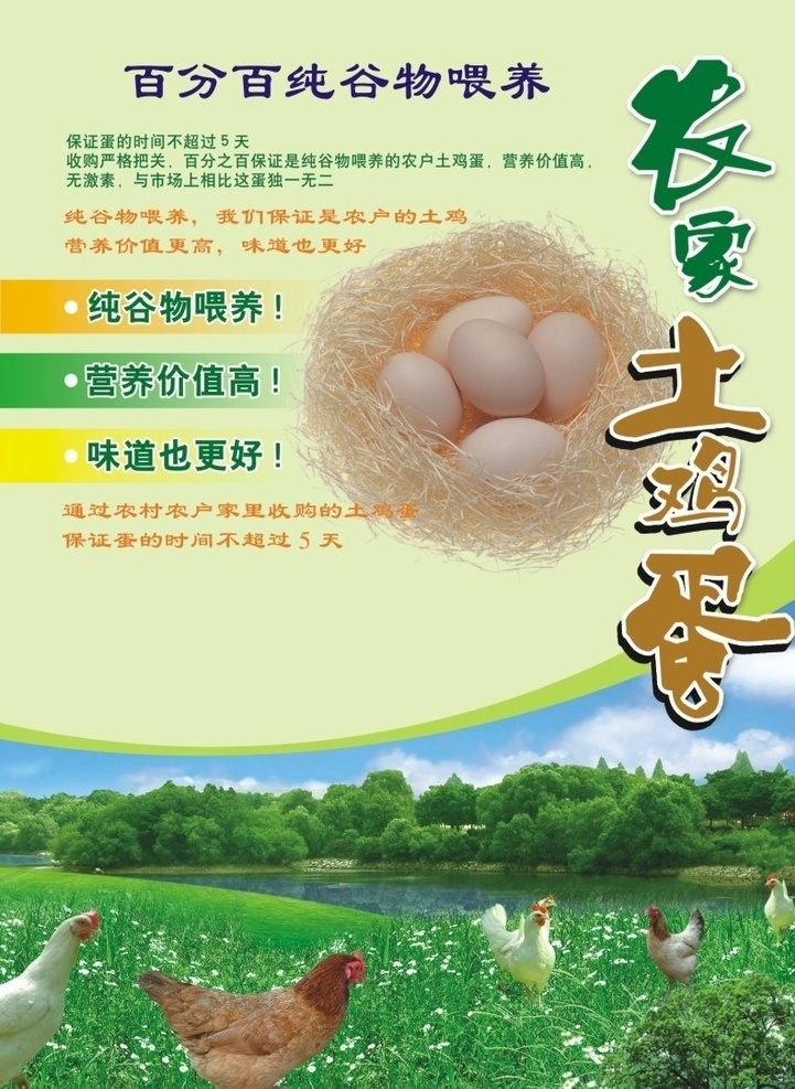 土鸡蛋 海报 宣传单 谷物 喂养鸡