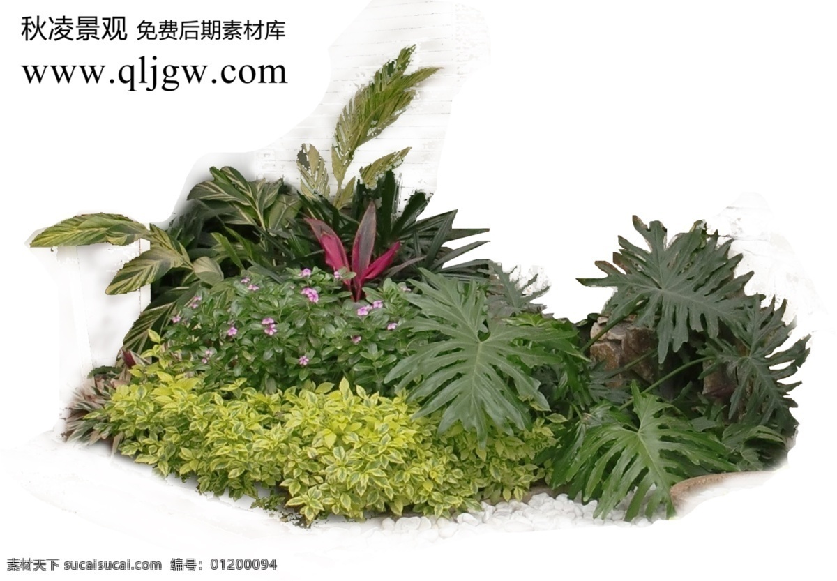 园林植物草坪 植物素材 园林素材 白色