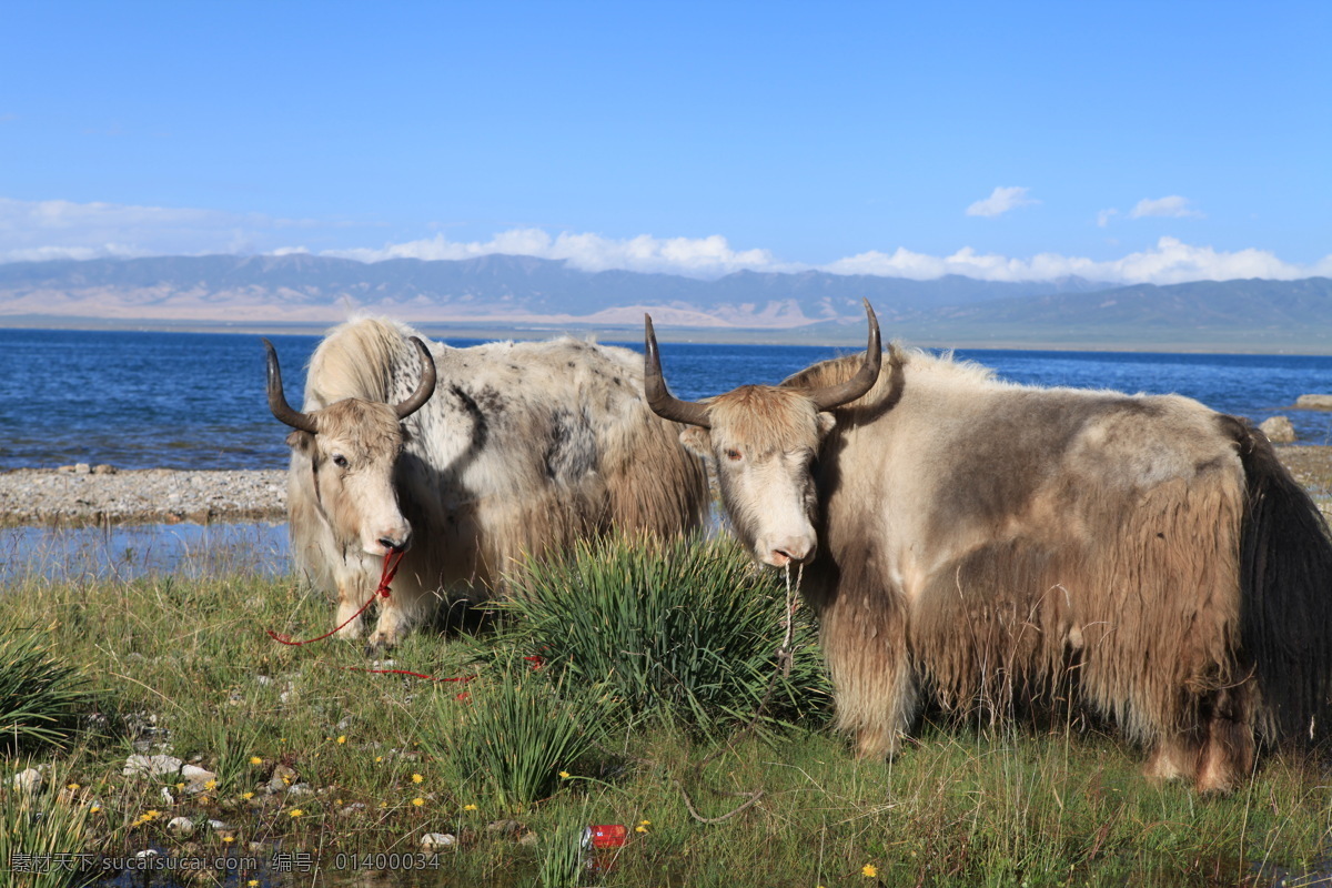 牦牛 草原 蓝天 西藏牦牛 西藏 高原 牦牛吃草 高原牦牛 家禽家畜 白牦牛 牦牛犄角 风景自然景观 野生动物 生物世界
