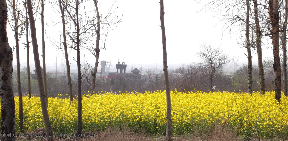 油菜花 花 风景 风光 田园 田园风光 自然景观