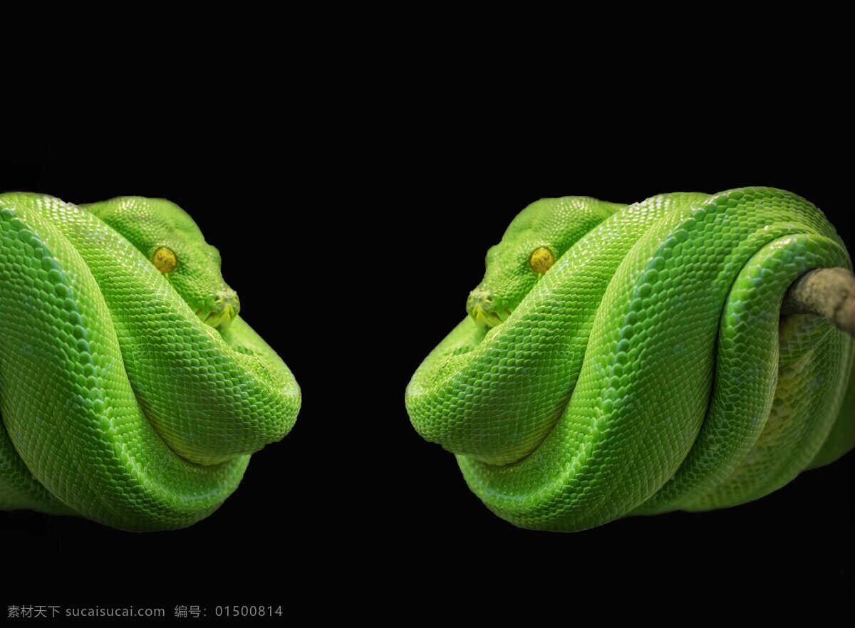 蛇 绿树蟒 绿色 树蛇 有毒 动物