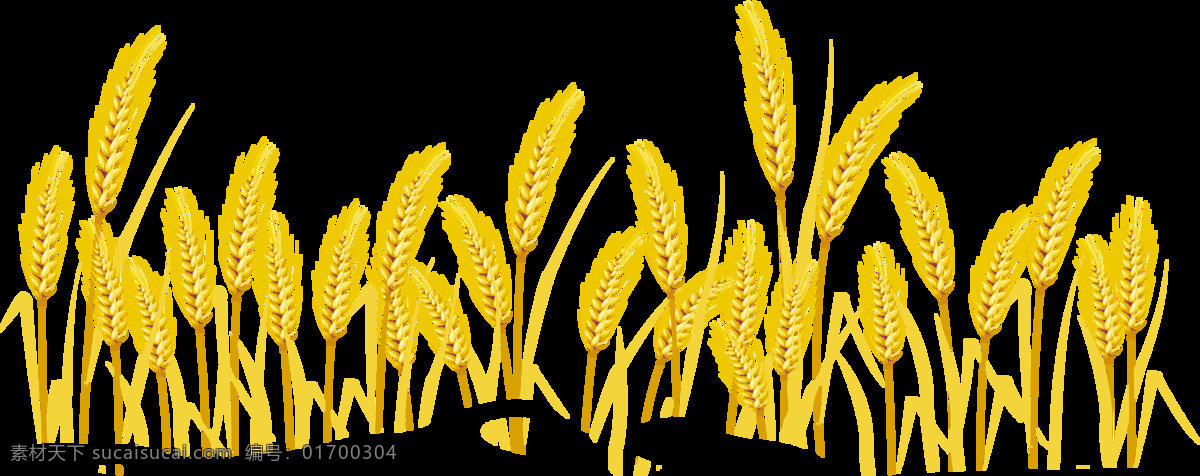 麦子图片 麦田 麦子 小麦 杂粮 杂粮素材 杂粮包装 包装设计