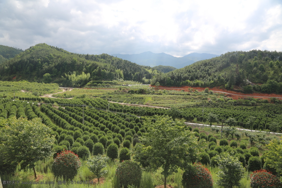 花草 园艺 花卉 植物 花园 自然 背景 发芽 园林绿化 园林绿化苗木 园林苗木 绿化苗木 自然景观 田园风光