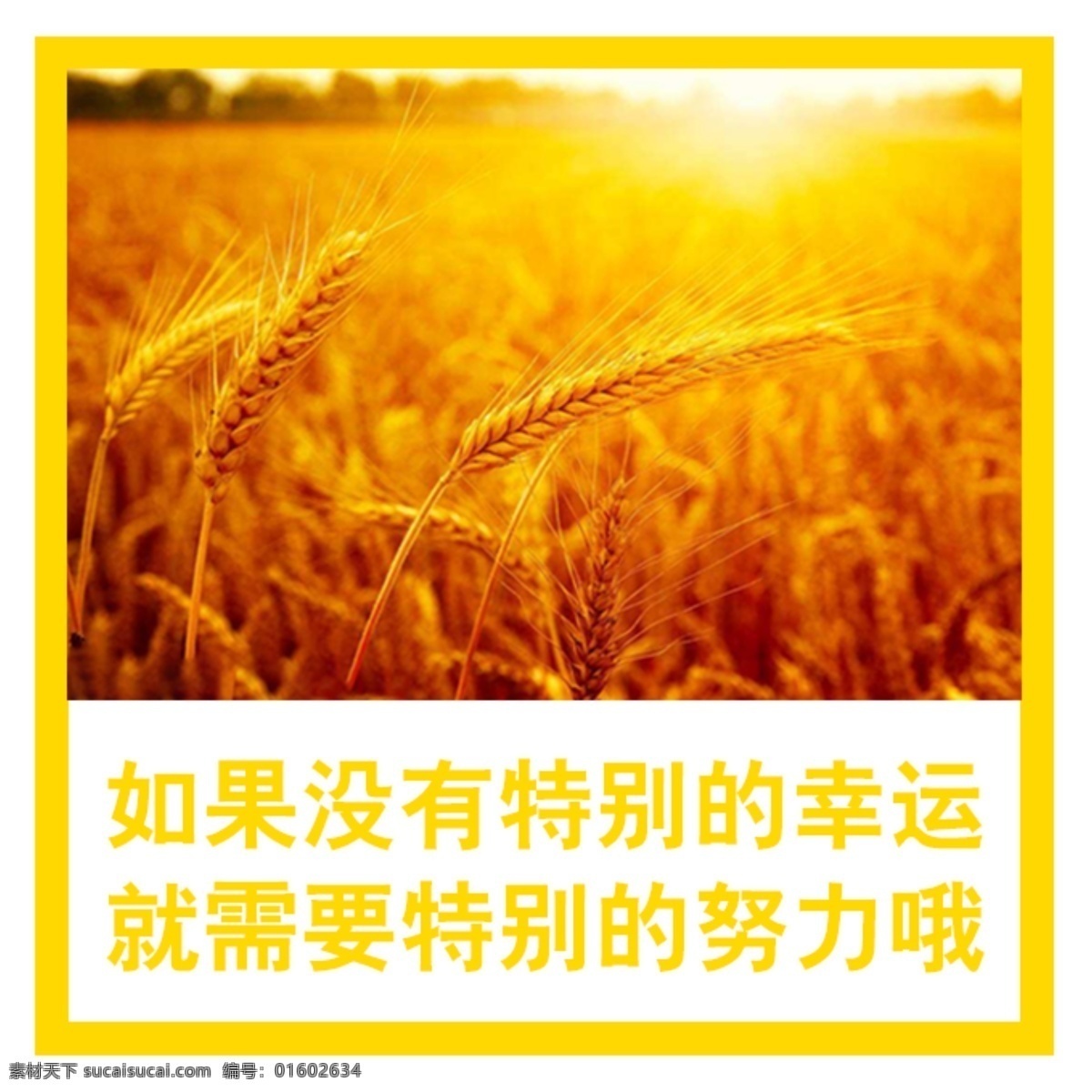 秋收 阳光 照耀 谷子 小麦 自然风景 自然景观 自然风光