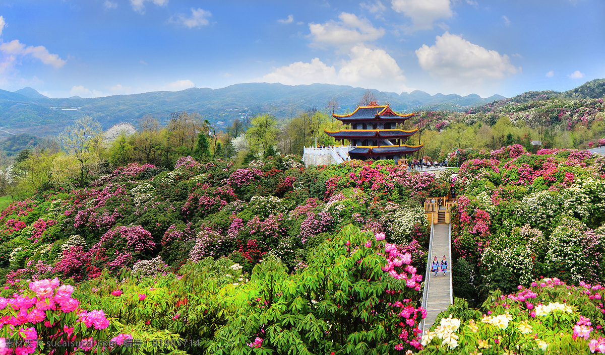 国家森林公园 百里 杜鹃 国家级景区 百里杜鹃 花海 山花 旅游景区 景区 贵州毕节景区 旅游摄影 国内旅游