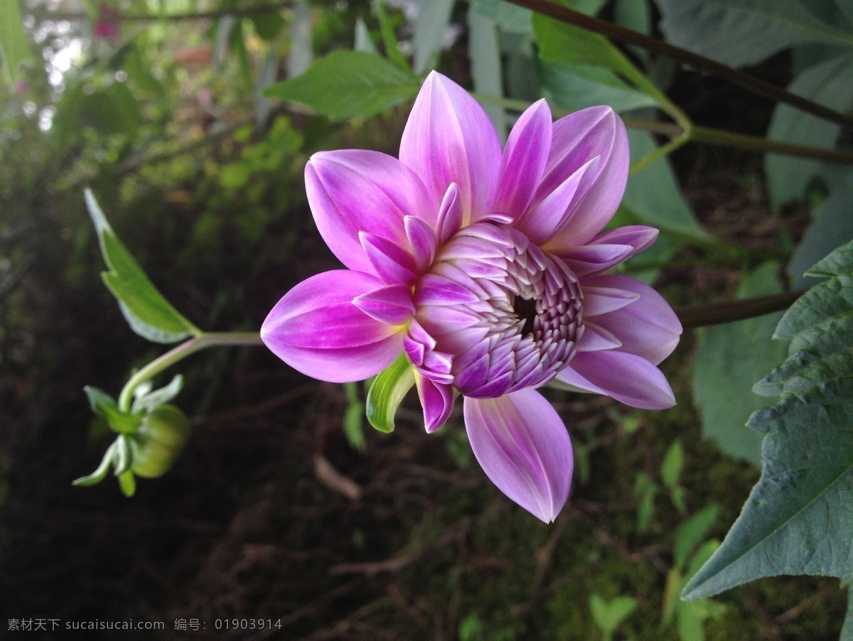 粉红花 绿植 植物 花 粉色 粉色的 白色 红色 大红色 生物世界 花草花 鲜花 花卉 花蕾 雨后 花草