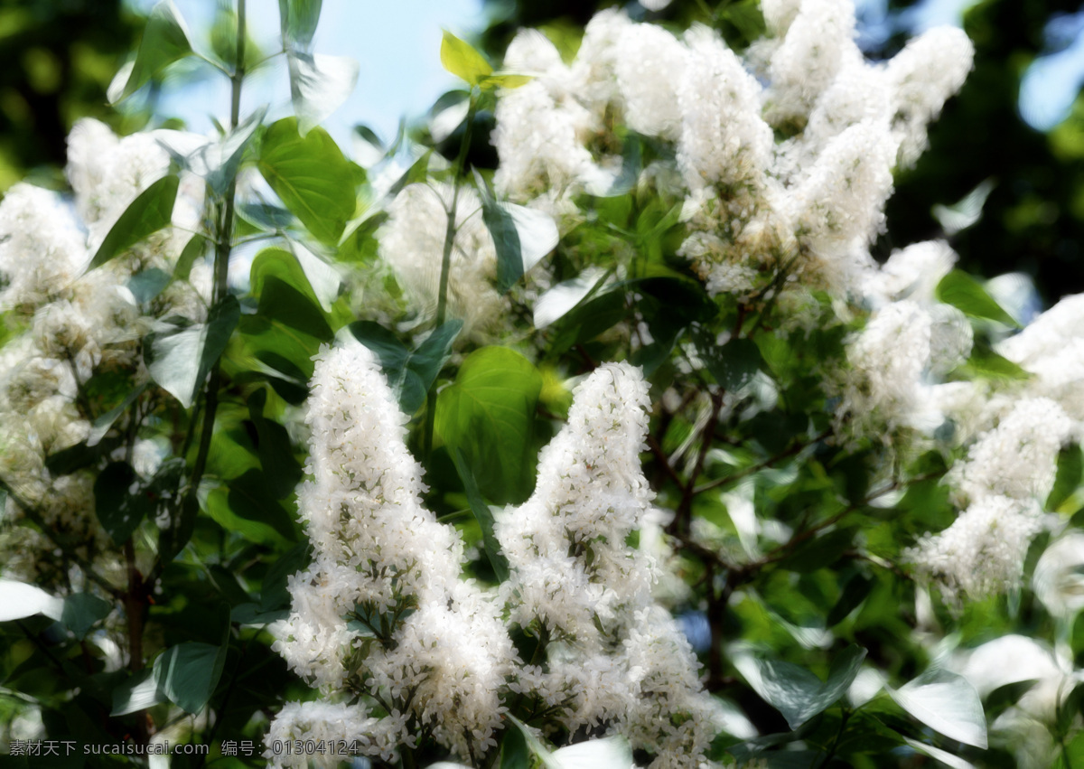 白色 花 艺术 植物 装饰素材 无框画