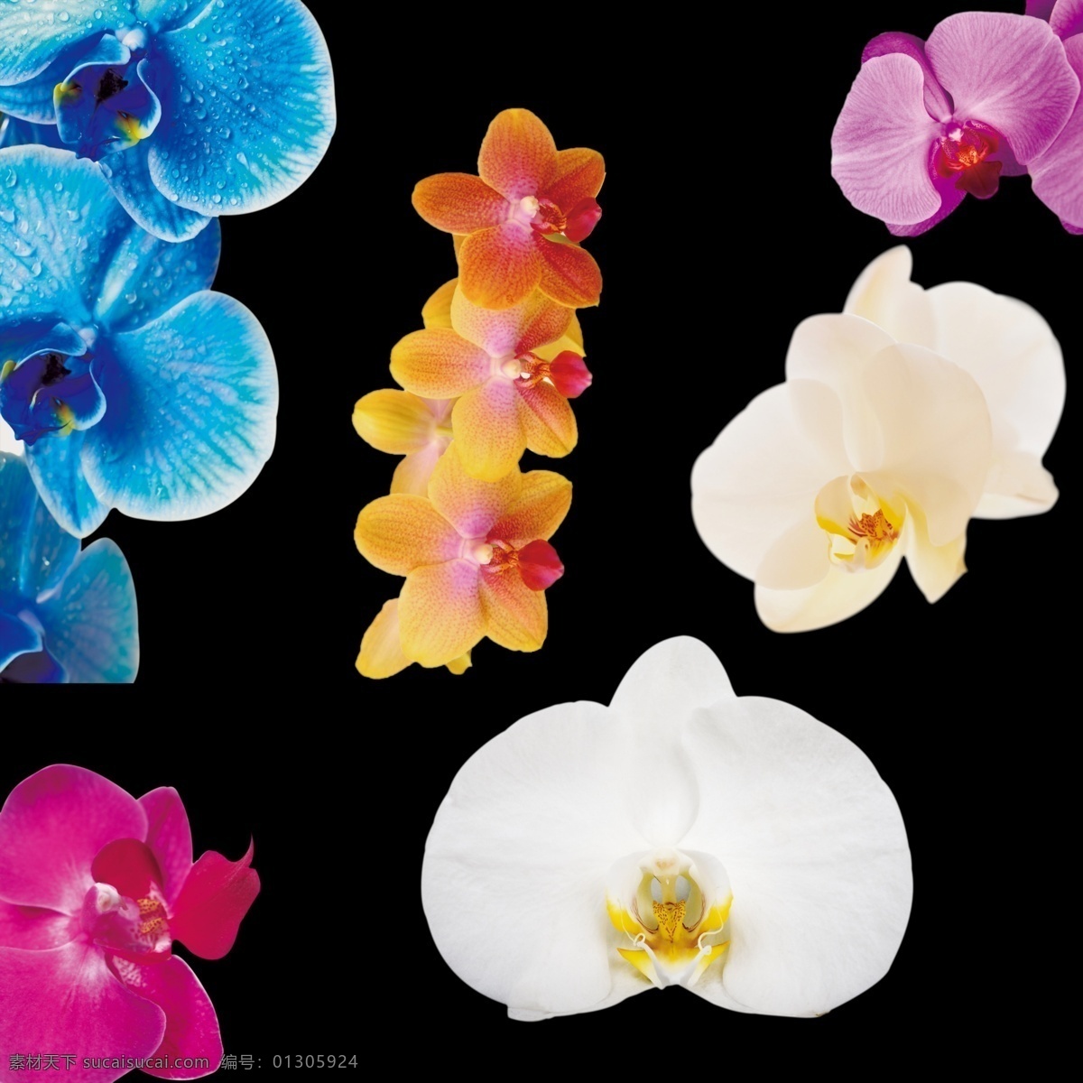 兰花 蝴蝶兰 抠 图 文件 花朵 设计元素 彩色花朵 分层
