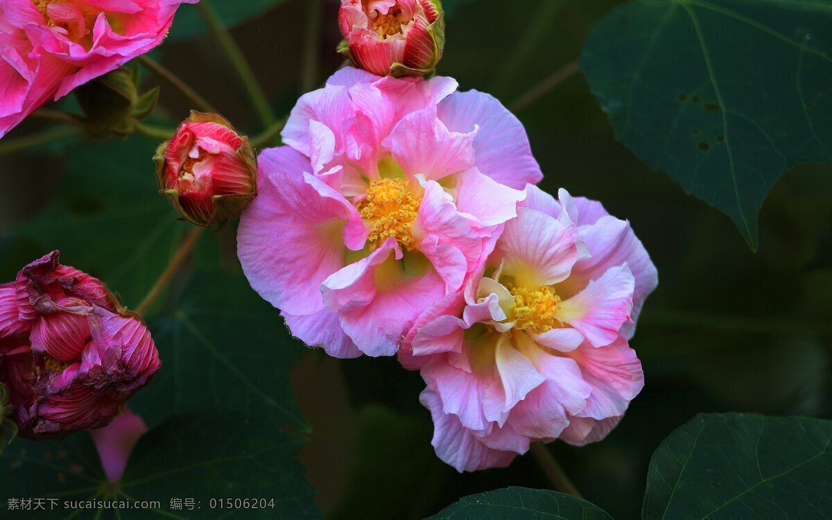 深秋 木芙蓉 红花 花蕊 绿叶 生物世界 花草