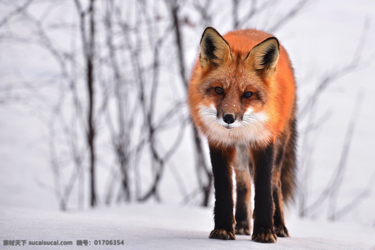 狐狸 红狐 赤狐 草狐 银狐 白狐 黑狐 银黑狐 沙狐 fox 动物 哺乳动物