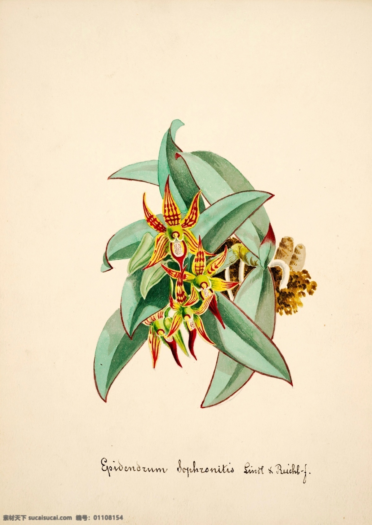 手绘兰花 植物 手绘画 水彩画 手绘花朵 兰花插画 自然 手绘花 植物果实插画 兰花 插图 彩色兰花图 唯美鲜花 漂亮 鲜花 装饰画 欧式 花卉 传统艺术 艺术 花朵 花鸟画 手绘花鸟画 风景画 插画 生物世界 花草