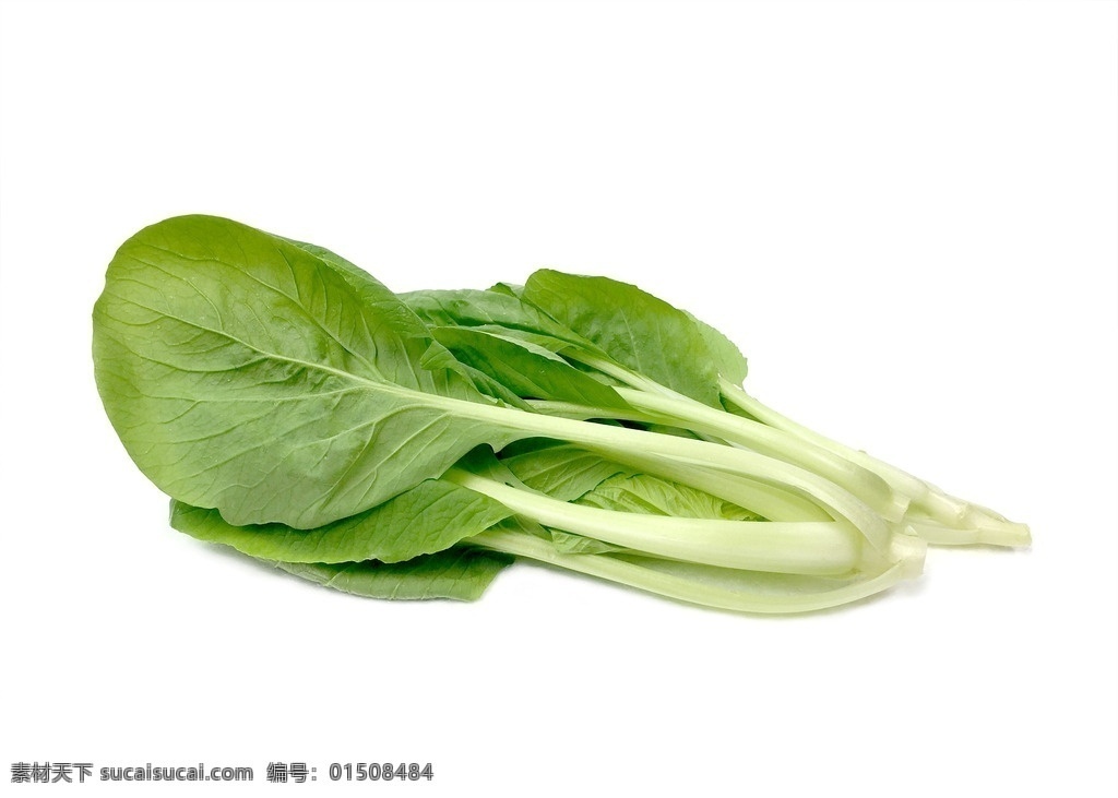 小白菜 青菜 绿色蔬菜 深山蔬菜 高山菜 生物世界 蔬菜