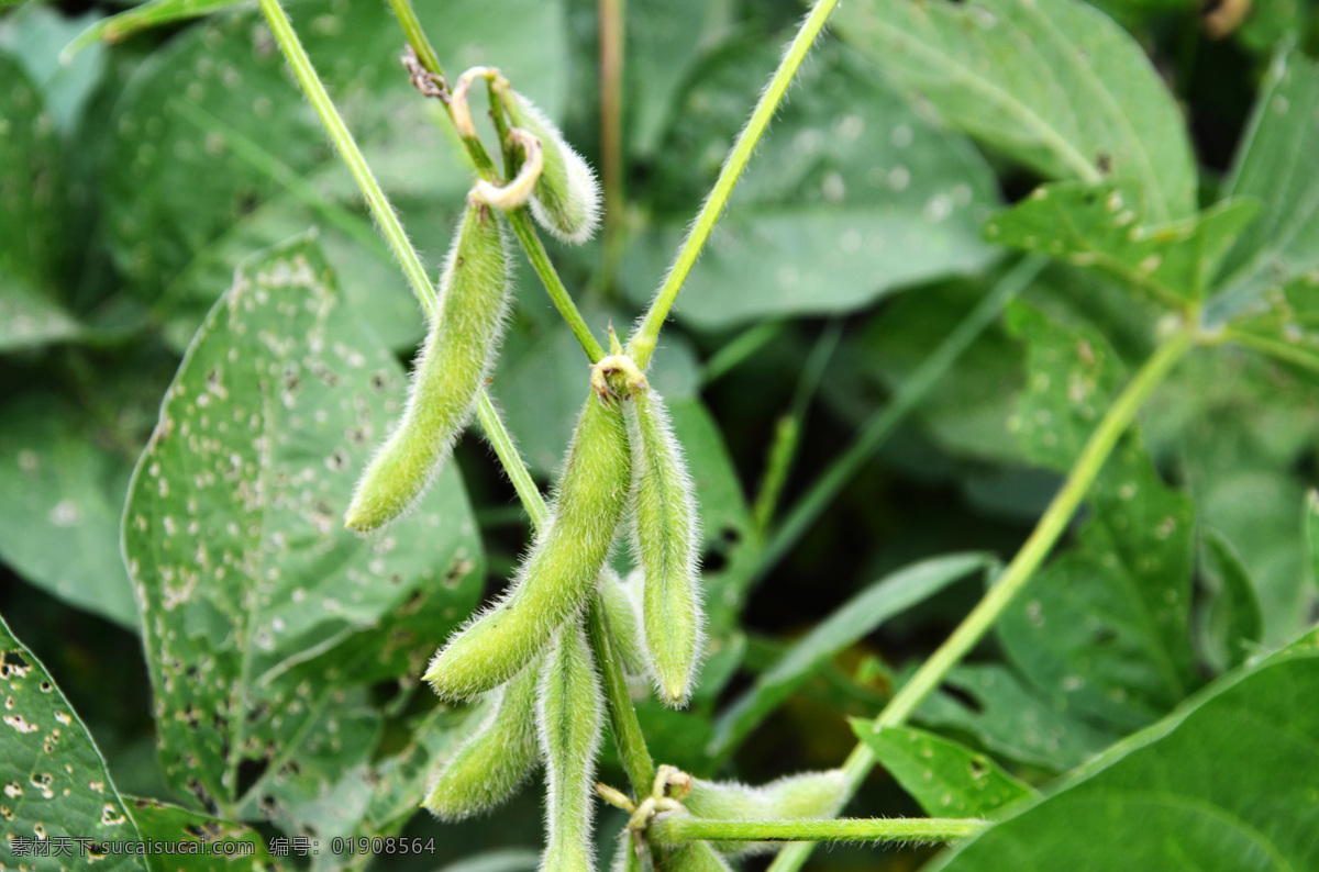 大豆 豆子 豆地 绿豆 豆子地 生物世界 蔬菜