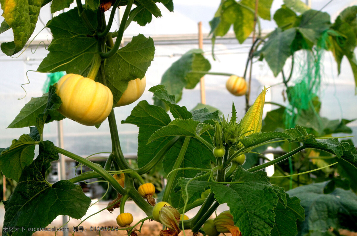 黄色 小 南瓜 生物世界 蔬菜 黄色小南瓜 小南瓜 大棚种植 生态管理 生态农场瓜果 风景 生活 旅游餐饮