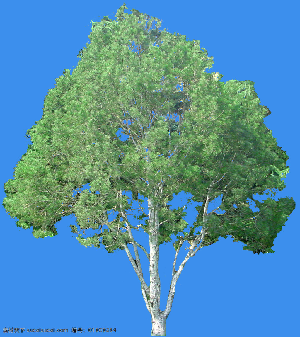 乔木 白皮松2 生物世界 树木树叶 园林植物素材 摄影图库