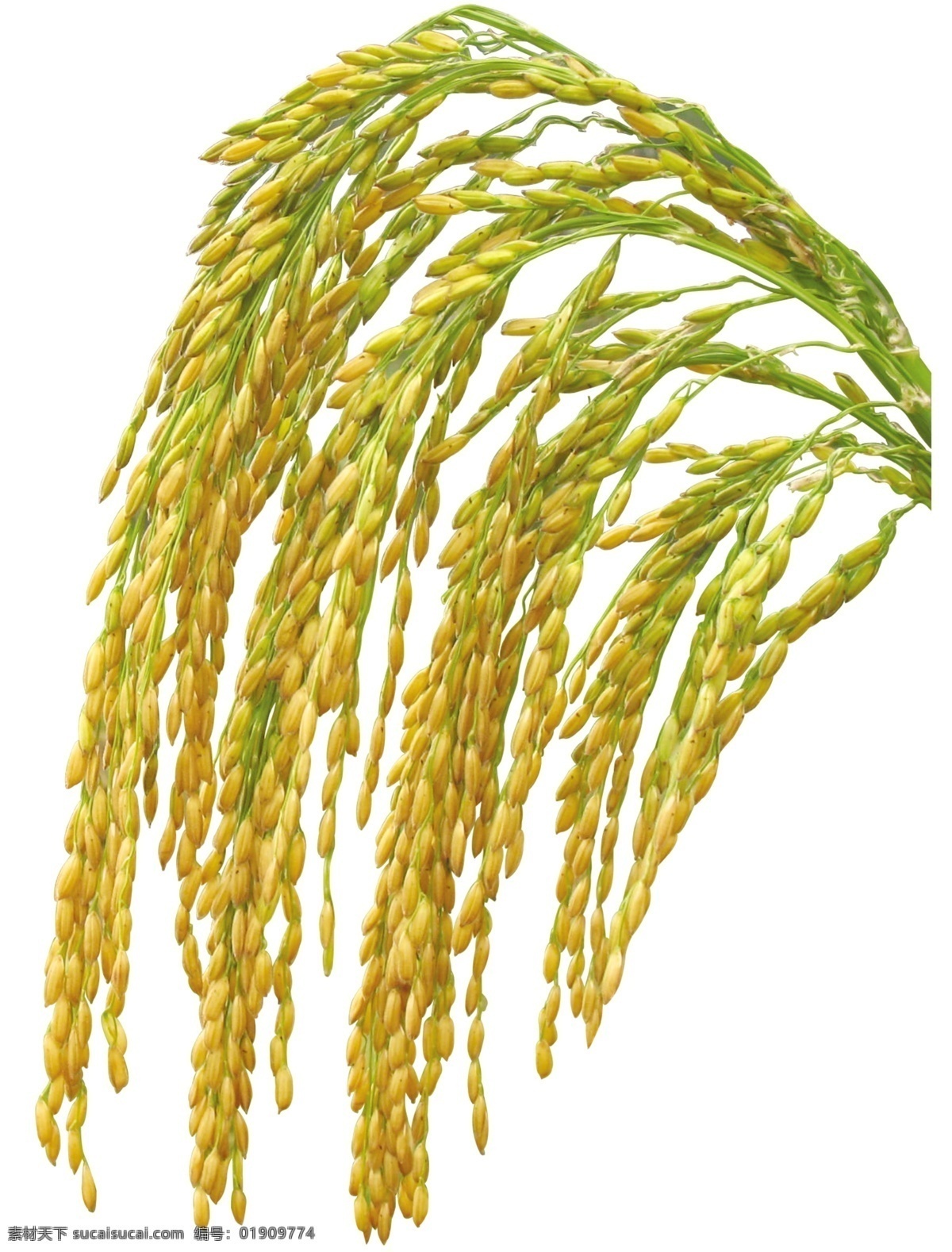 麦子 psd素材 源文件库