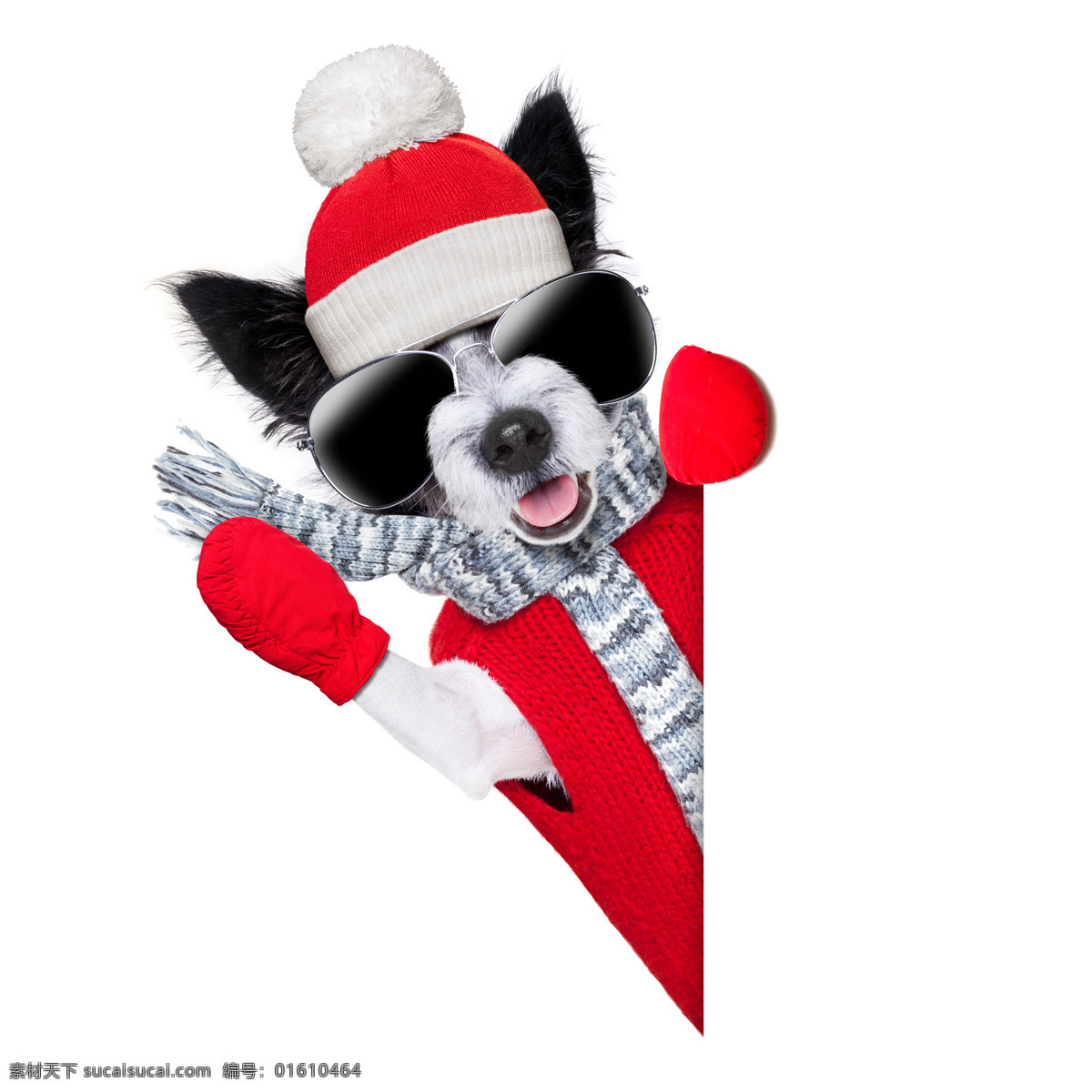可爱 冬天 小狗 圣诞节 圣诞帽 红色毛衣 围巾 墨镜 可爱的小狗 狗狗 宠物狗 小动物 可爱动物 陆地动物 生物世界 白色