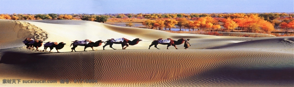 沙漠骆驼 驼队 骆驼 沙漠 沙丘 荒漠 自然风景美景 动物 骆驼队 骆驼帮 骆驼运输 沙漠之舟 大漠 沙漠驼队