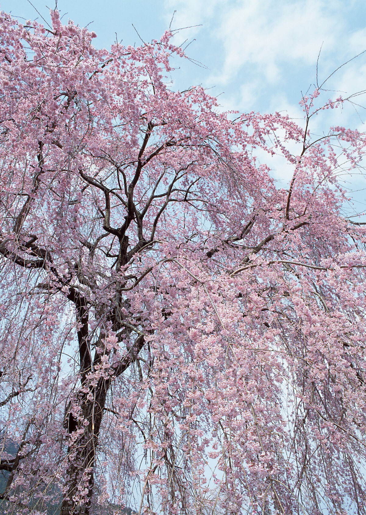 日本 樱花 风景 旅游 国外旅游 37樱花 生物世界 花草