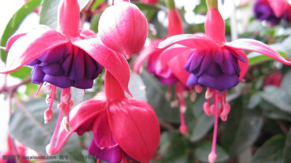 美丽 灯笼 花 花卉 花草 粉色