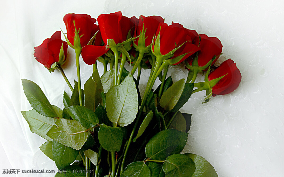 娇艳 红色 玫瑰花 高清 花卉 花朵 花草 植物 鲜花