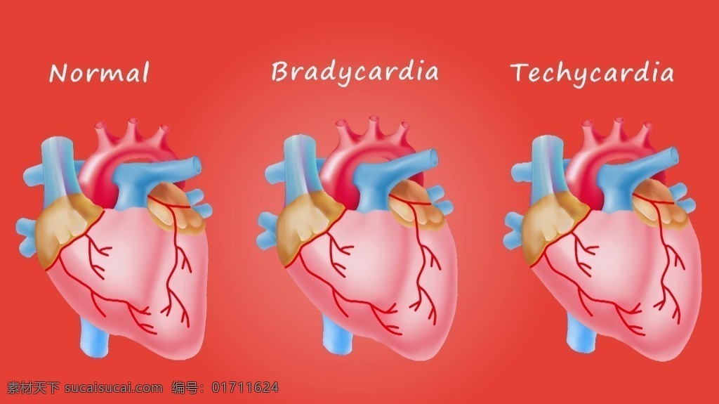 视频背景 实拍视频 视频 视频素材 视频模版 人物 心脏 器官 心脏器官