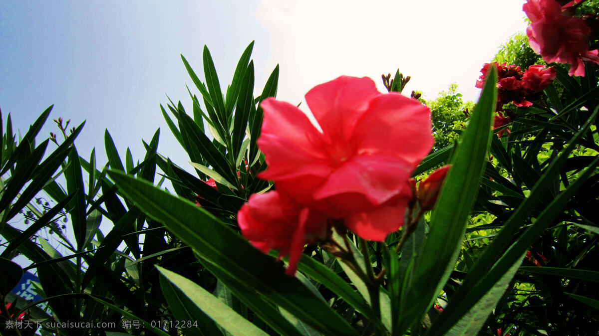 白云 红花 花草 花蕾 蓝天 绿叶 生物世界 兰 爽 竹 桃 兰爽竹桃 夹竹桃 湘潭白石公园 晴空万里